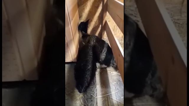 Кошка ухаживает за новорождённой альпакой в монастыре на Урале смотреть онлайн