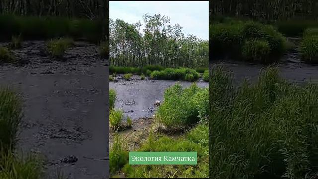 Нефтяное озеро и свалка мусора на Камчатке. Экология. Экосистема. Заповедный край.