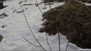 формируем косточковые черешня с нуля! абрикос вишня регион Москва