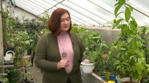 Выращиваем цитрусы 24 11 2020