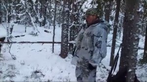 Охота на лося с лайками.