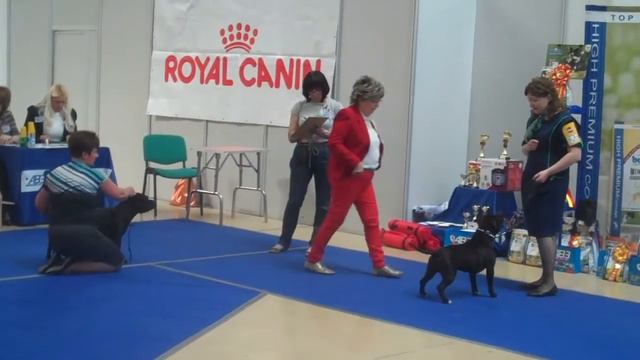 10 05 2014 Cacib Omsk - female, BOB смотреть онлайн