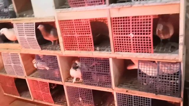 Паровка голубей, февраль 2022г. смотреть онлайн