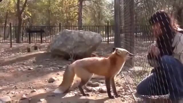 Лисичка попрыгунья смотреть онлайн