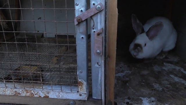 Обход по кроликам  Итоги лета (печальные)