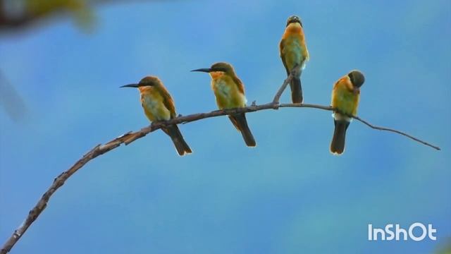 Птицы - Красивая Релакс Музыка