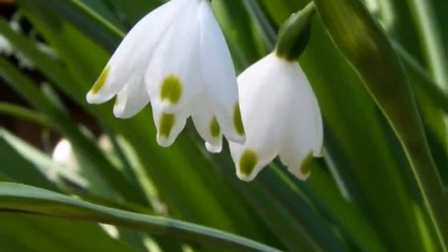 Поздравление с праздником Весны 8 Марта от VERGAS SOFT. смотреть онлайн