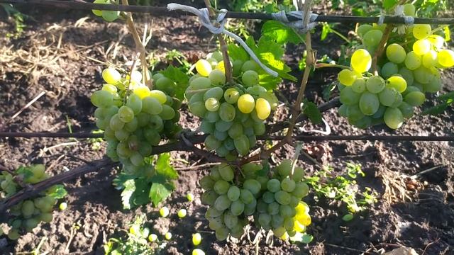 плодоношення ультра раннього сорту винограду під назвою "Гарольд" смотреть онлайн