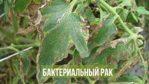 Болезни томатов. КАК СОХРАНИТЬ УРОЖАЙ?!