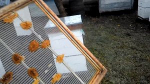 Лучшая разделительная решетка  многокорпусного улья.