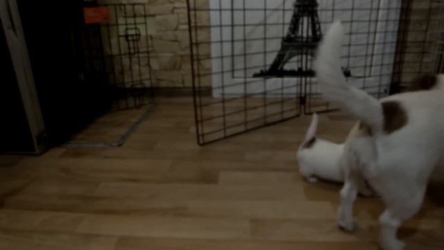 щенки Аси и Джанго 27 дней смотреть онлайн