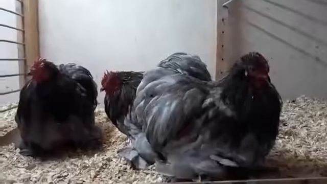 Куры карлыковий кохинхин голубой смотреть онлайн