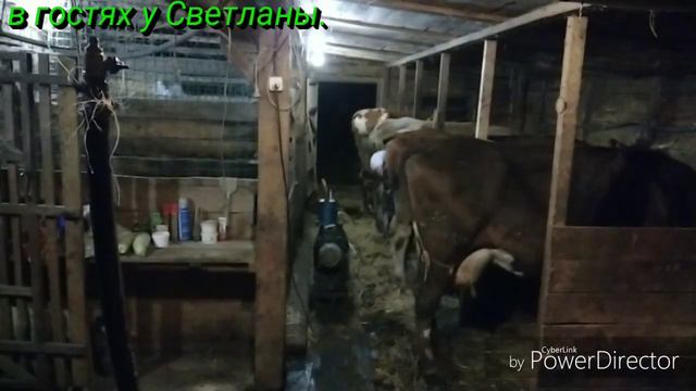 ##деревня#хозяйство#животные#утровдеревне# МОЕ УТРО. смотреть онлайн