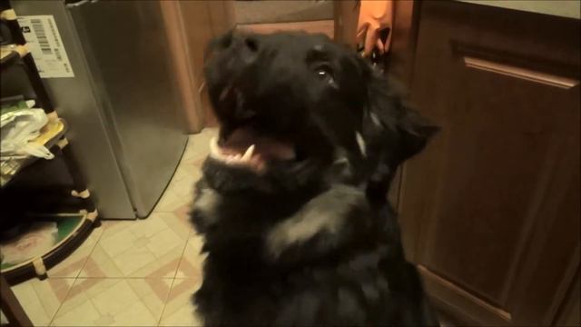 Дэш, Голос! смотреть онлайн