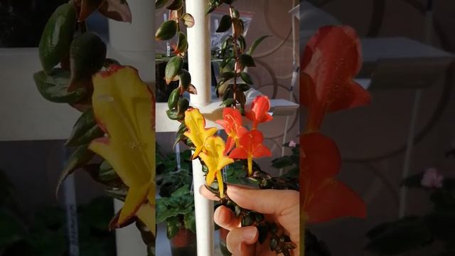 Колумнеи. смотреть онлайн