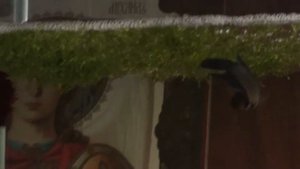 Аквариумные рыбки петушки. Как разводить аквариумных петушков