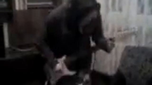 IBANEZ 1974 смотреть онлайн