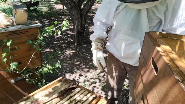 Простой способ определения выхода пчел с роевого состояния смотреть онлайн