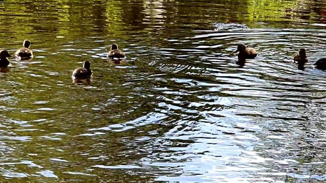 Маленькие утята плавают с мамой на пруду