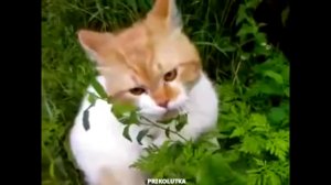 Кот и волшебная трава