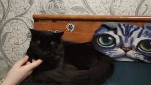 ЧТО ДЕЛАТЬ если КОТ,КОШКА ОРЕТ, МЯУКАЕТ