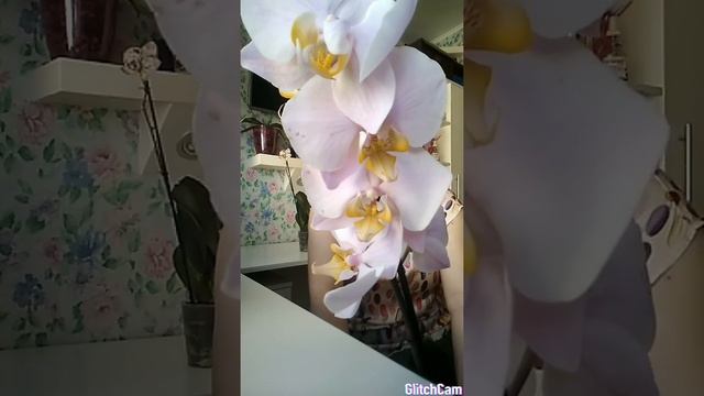 ❤ ОРХИДЕИ ❤FRONTERA ❤SALINAS❤ смотреть онлайн