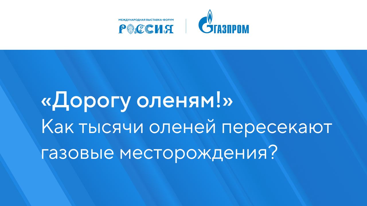 «Дорогу оленям!» –  Как тысячи оленей пересекают газовые месторождения?