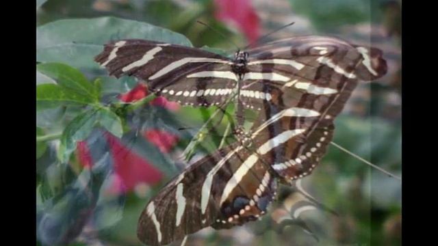 Buterflies - Sulle Ali della Bellezza - Farfalle смотреть онлайн