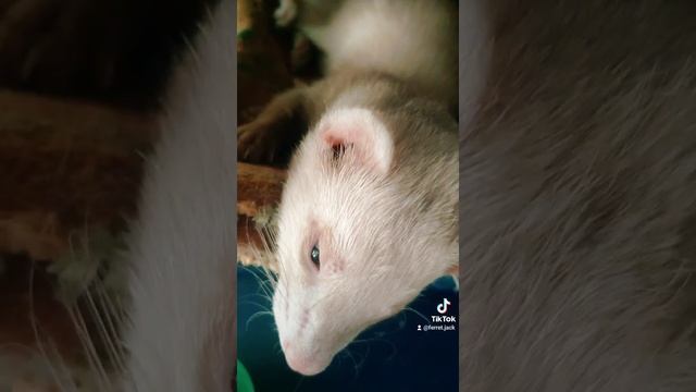 How ferret Jack sleep? Как спит Хорек Джек?