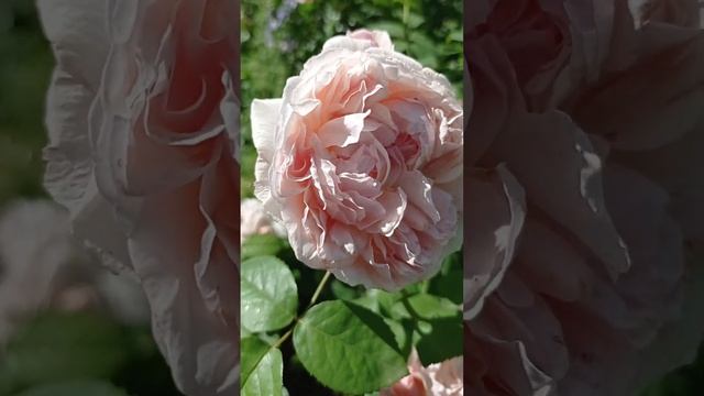 Английская пионовидная роза с запахом мирта Мария Магдалена.?♥️? смотреть онлайн