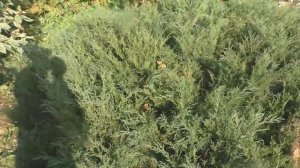 Можжжевельник казацкий "Мас" (Juniperus sabina "Mas")