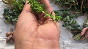 Surprise succulent unboxing 2/2/19