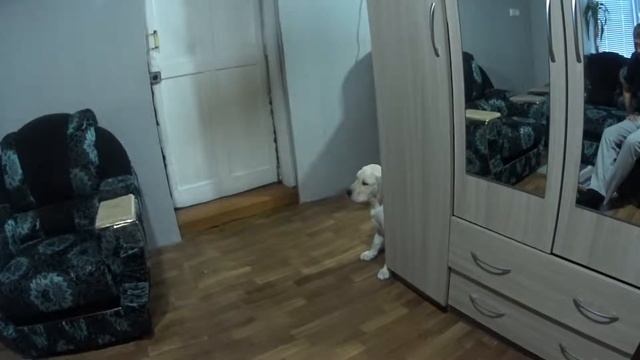 Лабрадор БОИТСЯ