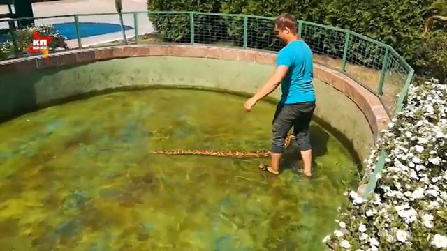 В Самарской зоопарке спасали от жары рептилий, купая их в бассейне смотреть онлайн