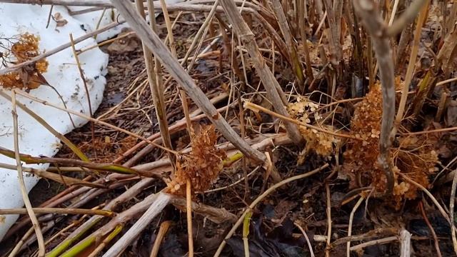 КАК ОБРЕЗАТЬ гортензию древовидную, ЧТОБЫ НЕ РАЗВАЛИВАЛАСЬ весь сезон. смотреть онлайн