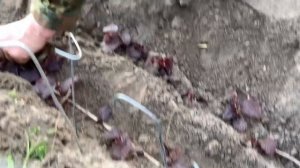 ЖИЗНЬ в ГЛУХОЙ ДЕРЕВНЕ. БЕЛАРУСЬ.  КАК САМОМУ ВЫРАСТИТЬ САЖЕНЦЫ ФУНДУКА.