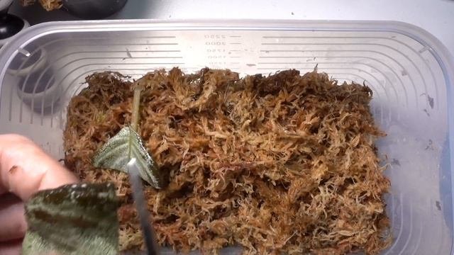 「熱帯雨林植物」ソネリラ＆エピスシアの増殖！葉挿し＆挿し木に挑戦！【パルダリウム】【テラリウム】