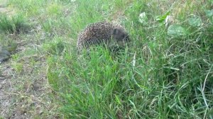 Что ест ёж? Хороший аппетит!