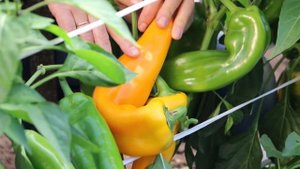 ПЕРЕЦ ЗОЛОТОЙ КЛЮЧИК для самых вкусных салатов