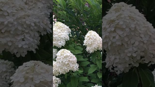 #hydrangeaflower #гортензия #садгортензий #flower #garden #сад #macrophylla #paniculata #hortensia