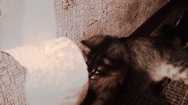 Вредная кошка смотреть онлайн