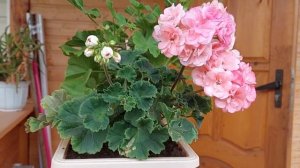 Пеларгония Astrid. Август 2022   Pelargonium Astrid. August 2022