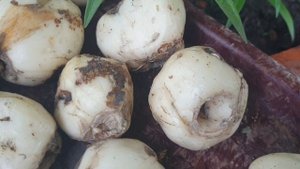 Рябчик императорский. Ошибки при посадке, почему не цветет?
