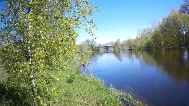 Ловля ГОЛАВЛЯ ВЕСНОЙ на КУРИНУЮ ПЕЧЕНЬ Голавль на донку.
