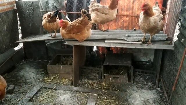 Чем кормлю? Куры Ред Бро. Цветной бройлер.Вкусное мясо! Оказалось, супер кросс !!! смотреть онлайн