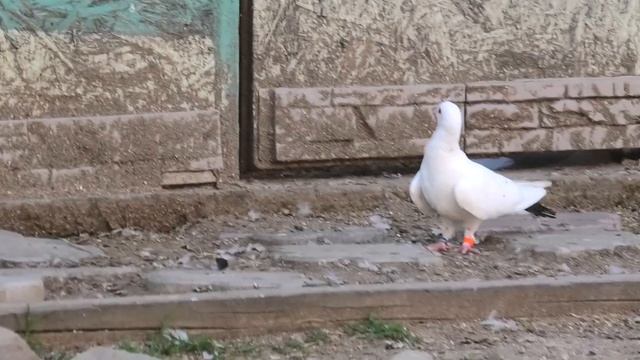 Тренировка полигонных голубей и чужой голубь! смотреть онлайн