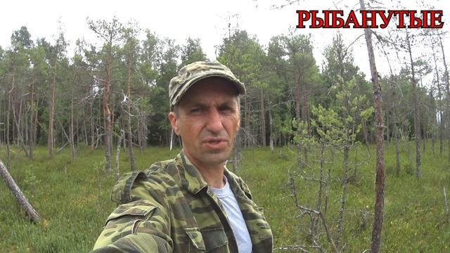 Золото севера, Царская Ягода Морошка.Собираем морошку.