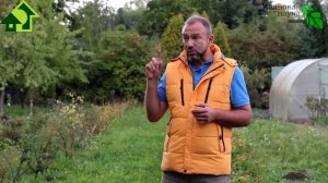 ЧТО ОБЯЗАТЕЛЬНО НАДО СДЕЛАТЬ В ЯГОДНОМ САДУ! Не пропустите этот важный этап ухода за смородиной.