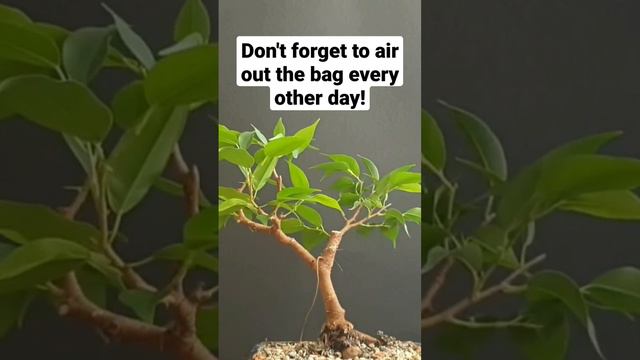 My method for growing aerial roots on ficus bonsai #aerialroots #ficusbonsai #ficusbenjamina #ficus