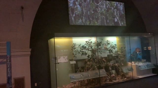 Музей естественной истории в Нью-Йорке. Прокат велосипедов. Центральный парк. смотреть онлайн